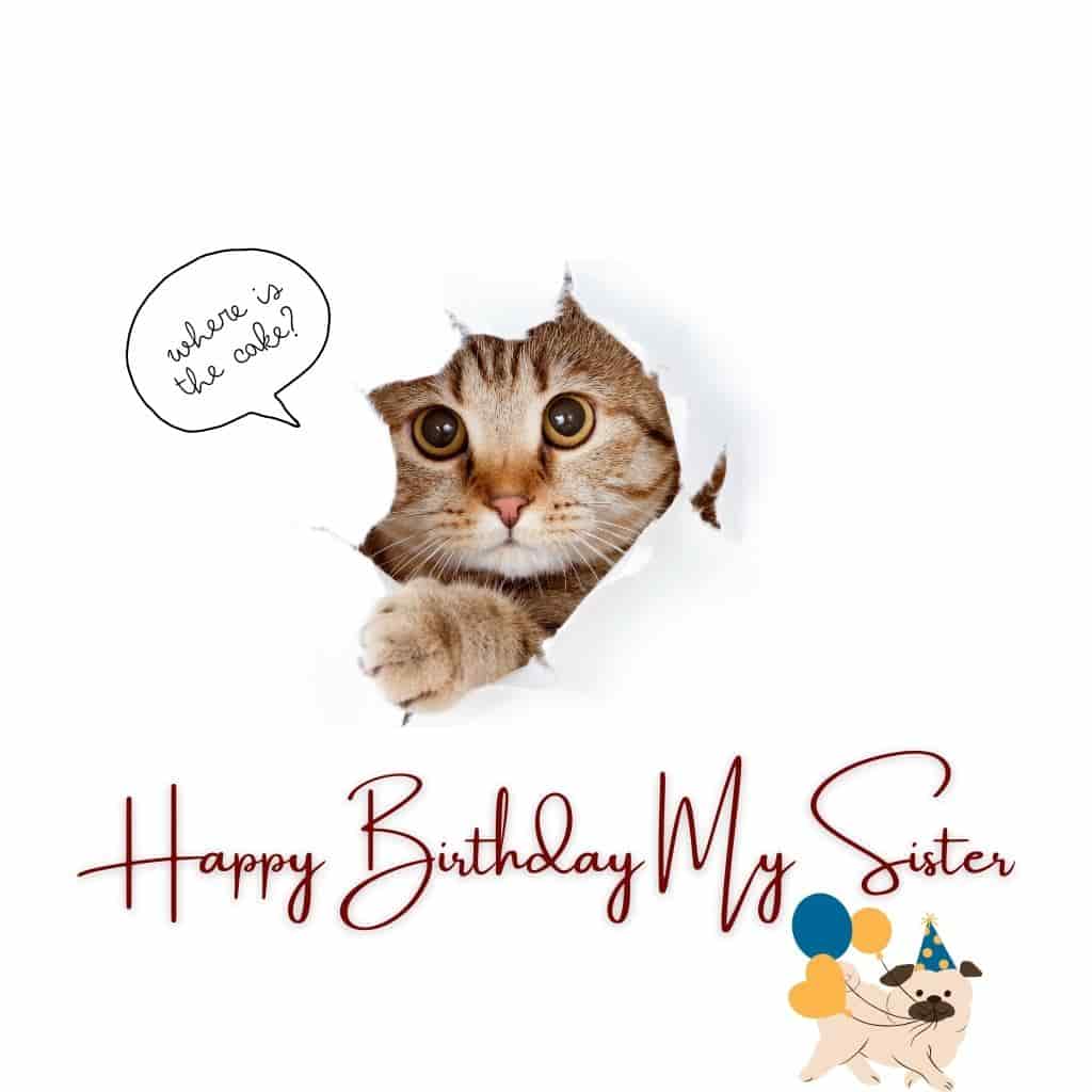 happy birthday sister funny - sister birthday wishes